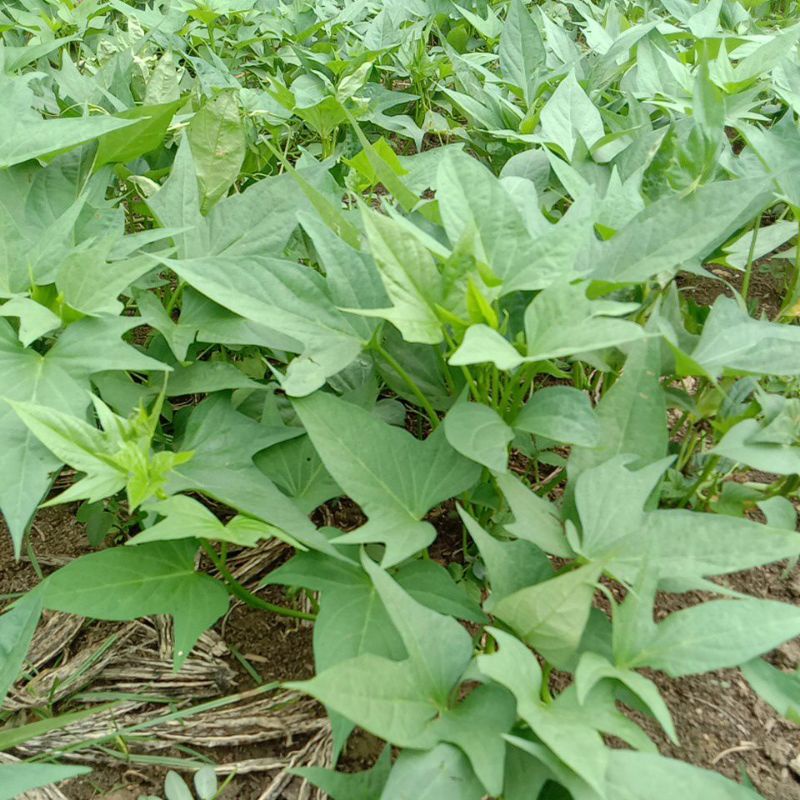bibit sayur glandir (daun ubi) 20 batang