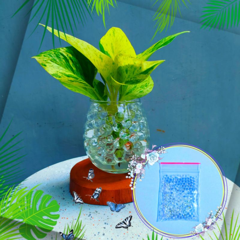 Jual Hydrogel Water Beads media tanam tanaman hias Shopee Indonesia