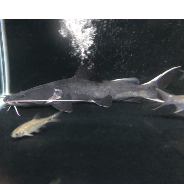 HIASAN AQUARIUM BAUNG JAKSA BLACK DEVIL HEMIBAGRUS WCKYII PREDATOR GALAK AQUARIUM HIAS replika plast