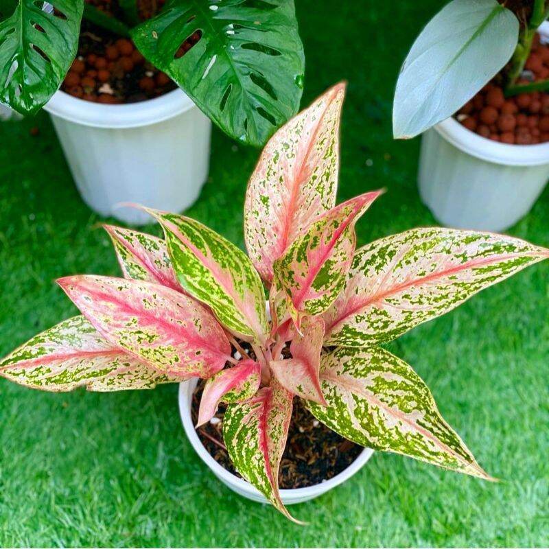 Aglonema butterfly / Bunga aglonema butterfly/ Tanaman Hias Hidup/ Tanaman Hias Murah Meriah/ Tanama