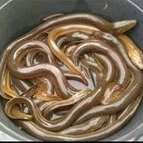 

Belut Sedang Hidup 1kg