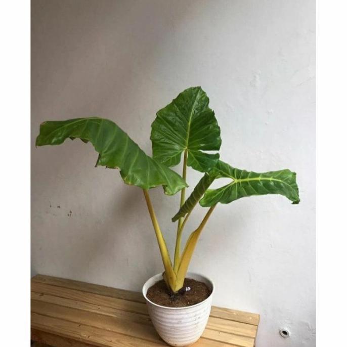 Tanaman Hias ALOCASIA MACRORRHIZA LUTEA GOLD - Sente kuning