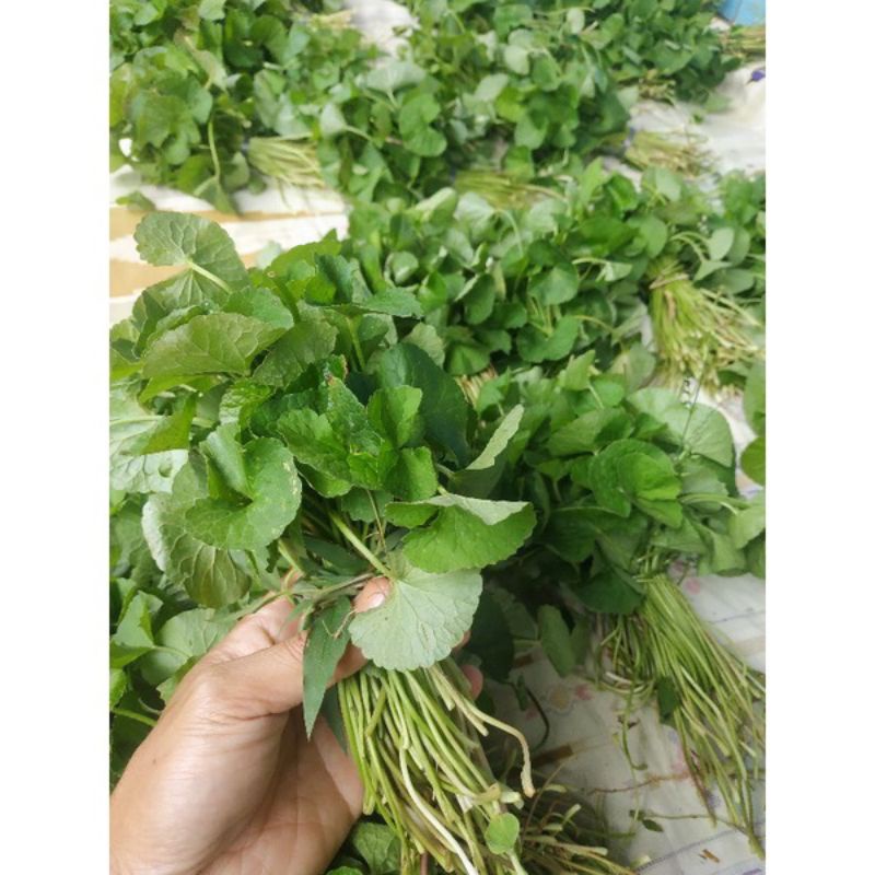 Daun pegagan herbal paket isi 5 ikat bonus 1 ikat/pegagan antanan/daun pegagan herbal