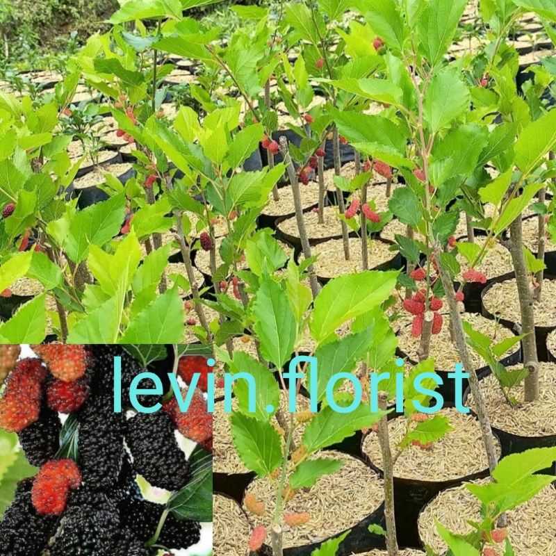 Murbei berbuah / bibit tanaman buah murbei arbei