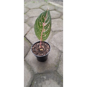 Aglonema JT 2000 (Baby Daun 1+, Bawa Bonggol)