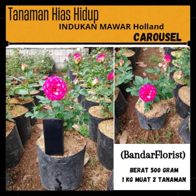 Mawar Indukan Holland Carousel - Mawar Indukan Holland - Tanaman Hidup