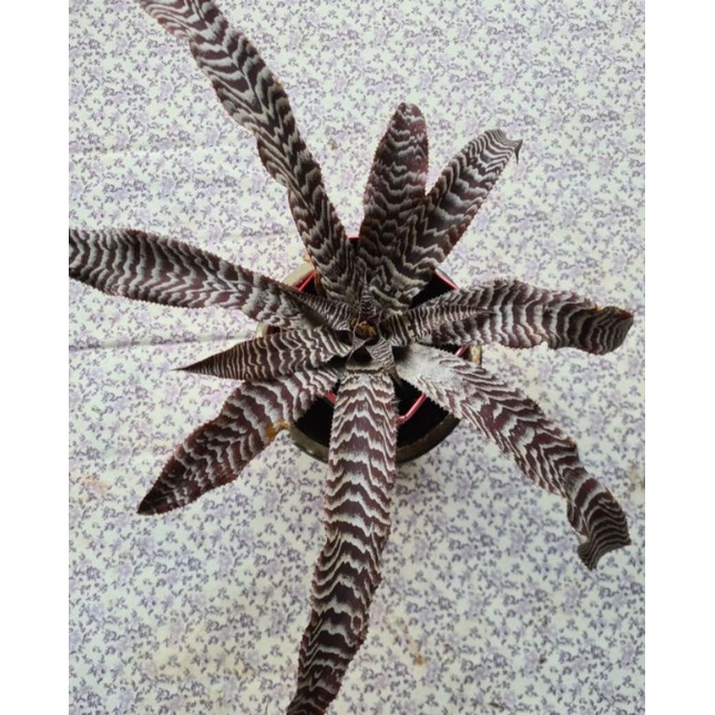 Tanaman hias Bromelia Cryptanthus Black Mystic || Bromelia Tokek