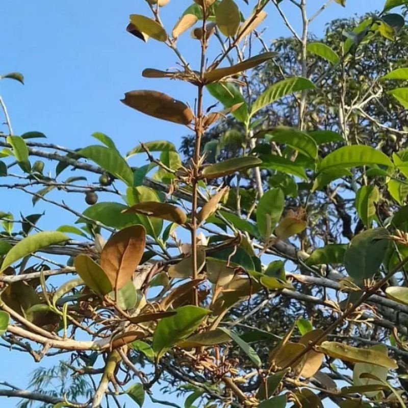 

BENALU JENGKOL SEGAR 100 GRAM/BENALU JENGKOL MURNI/100GRAM