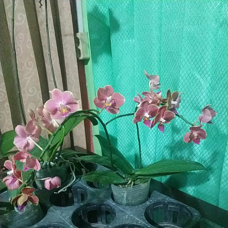 Anggrek bulan mini knop mekar Ber id spike