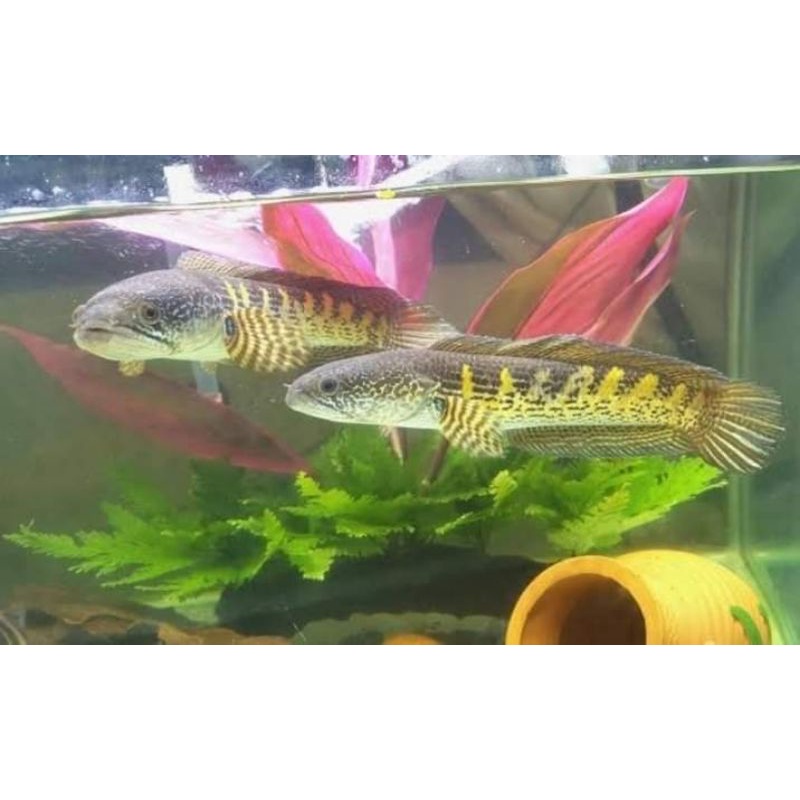 02 Auranti maculata 1 pair