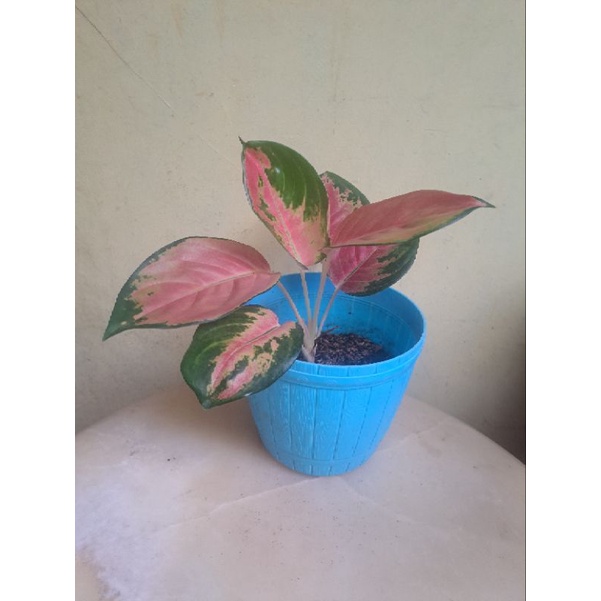 Aglonema Sultan Brunai Dewasa-Rumpun