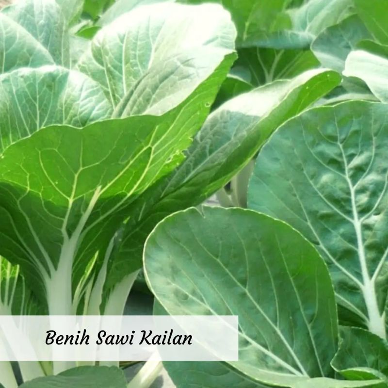 Benih Sawi Kailan Benih Sayuran