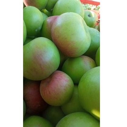 

Ready Stok [PROMO]Apel malang fress 1kg