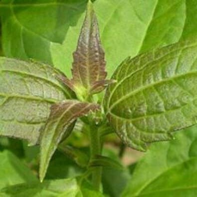 

Daun balakacida organik berat 100g untuk obat herbal