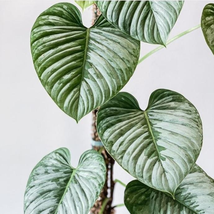 philodendron sodiroi