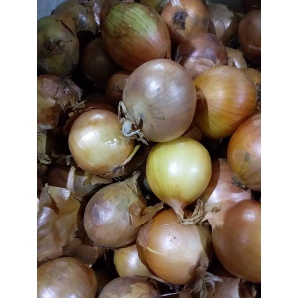 

Bawang Bombay 1//4kg