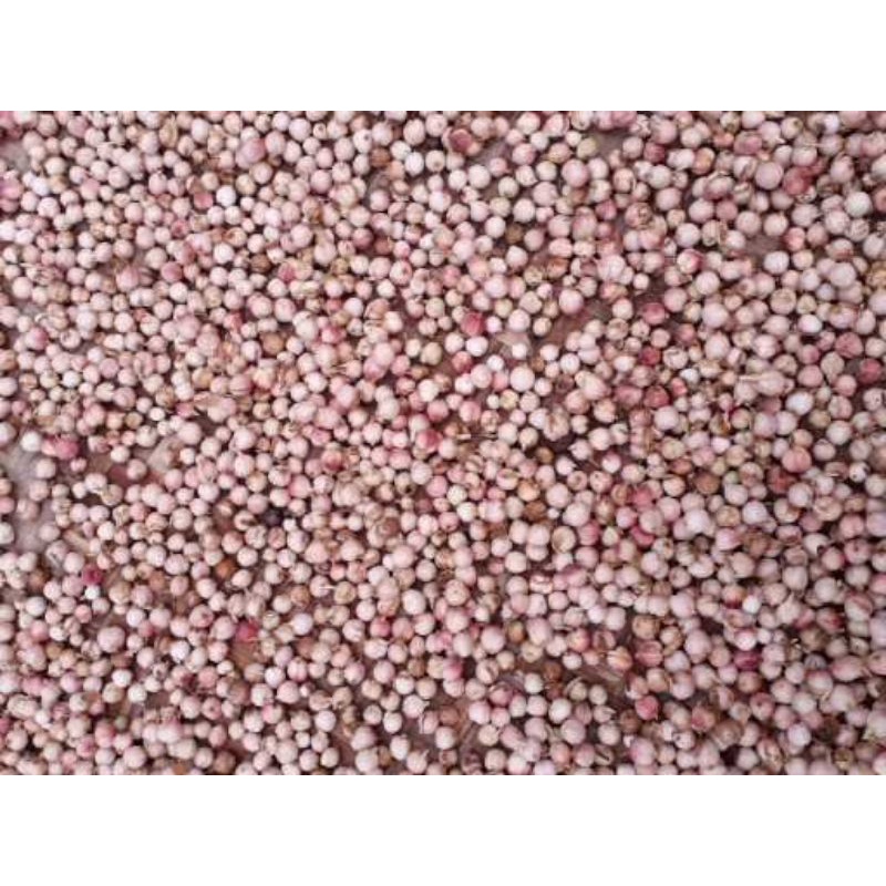 

Kapolaga basah 1 kg