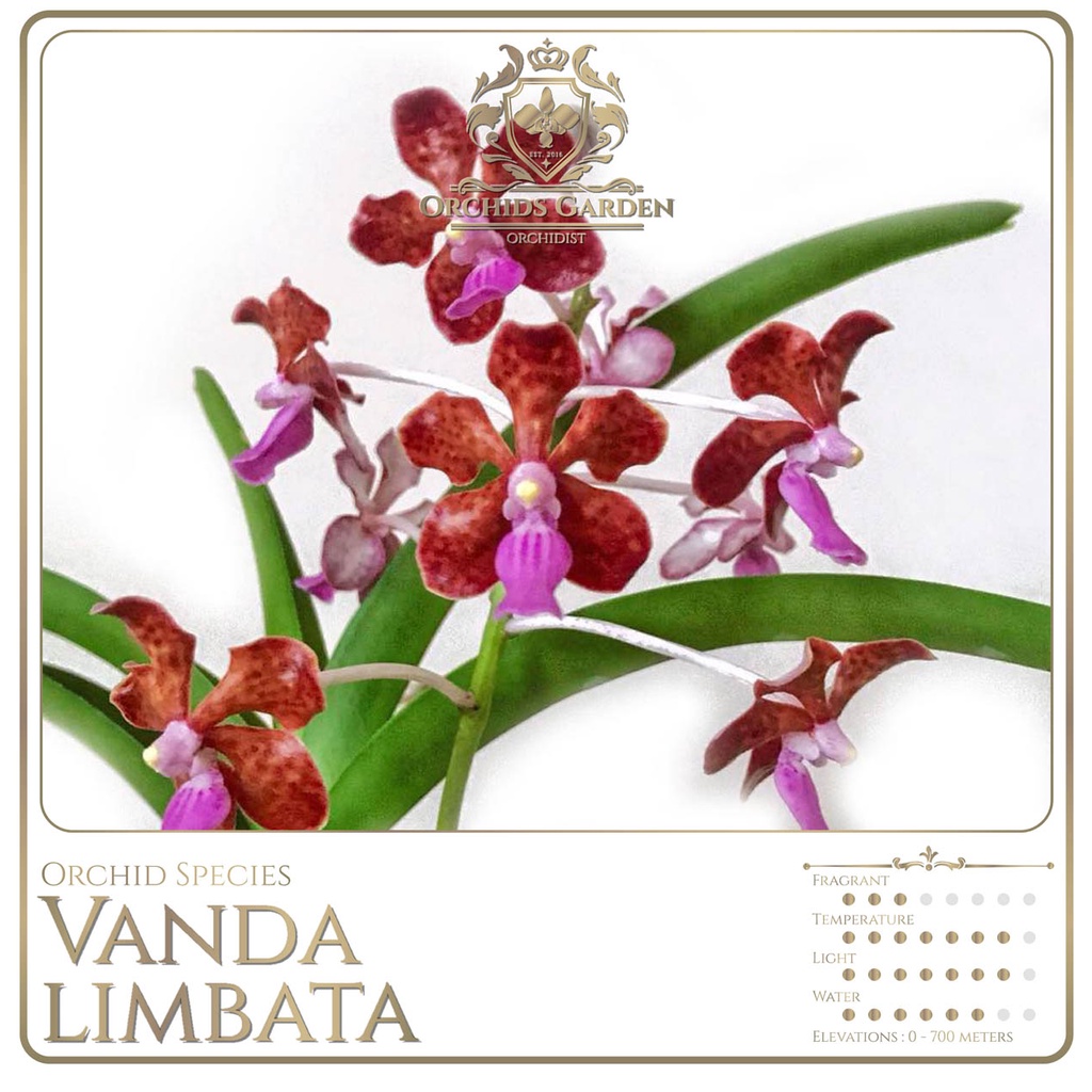 ORCHIDSGARDEN Vanda Limbata Anggrek Spesies Species Orchid Sp Dewasa