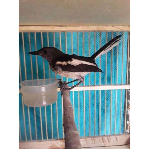 KACER TROTOL JABAR DADA PUTIH (pilihan)