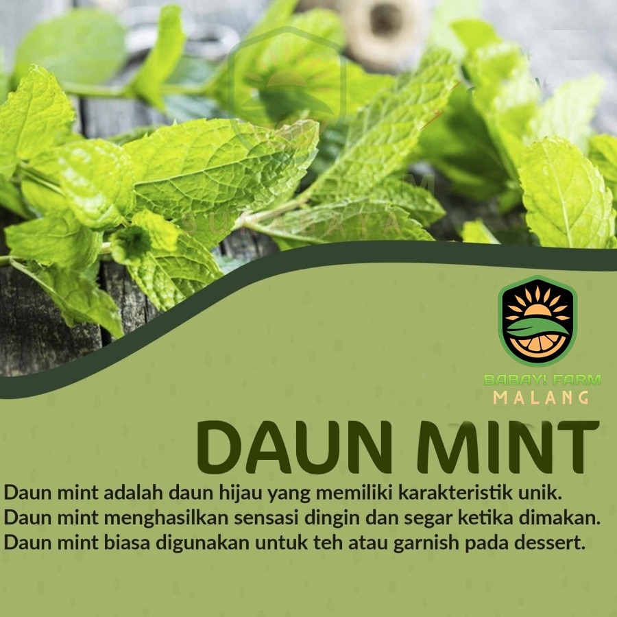 

daun mint 1 ikat