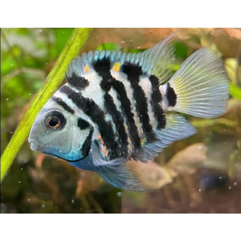 aquascape perot blue polar