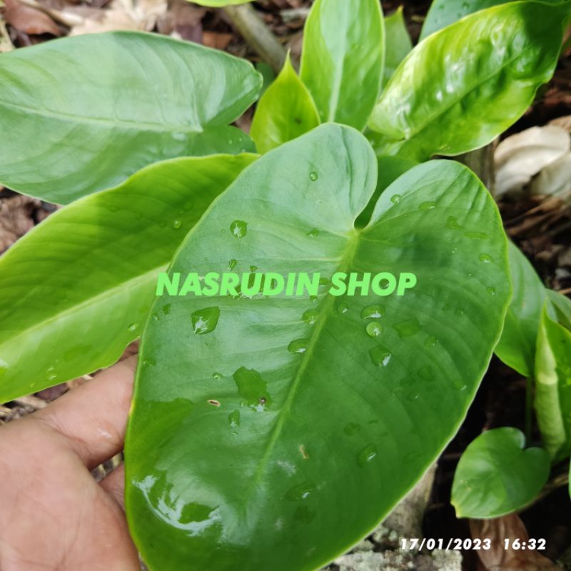 

[Fresh] DAUN SOLEMPAT MUDA / DAUN SALEMPAT SEGAR DAN BATANG LANGSUNG PETIK