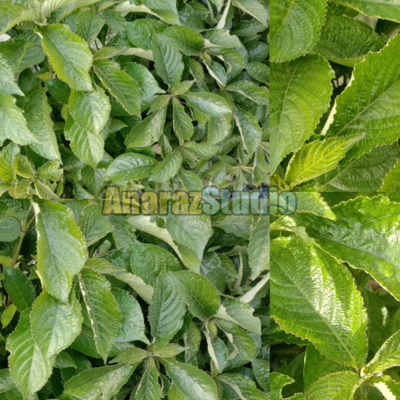 

daun keji beling herbal alami atasi batu ginjal