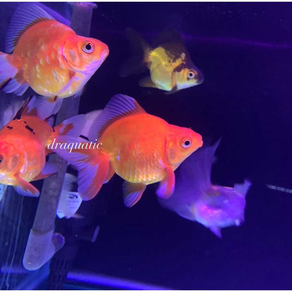 Ikan Hias - Ikan Mas Koki Ryukin Aquarium