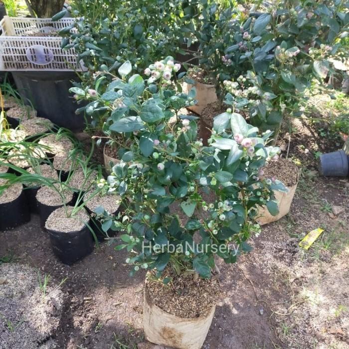 RESTOCK* BIBIT POHON BLUEBERRY - POHON BUAH BLUEBERRY - BERBUAH $S?