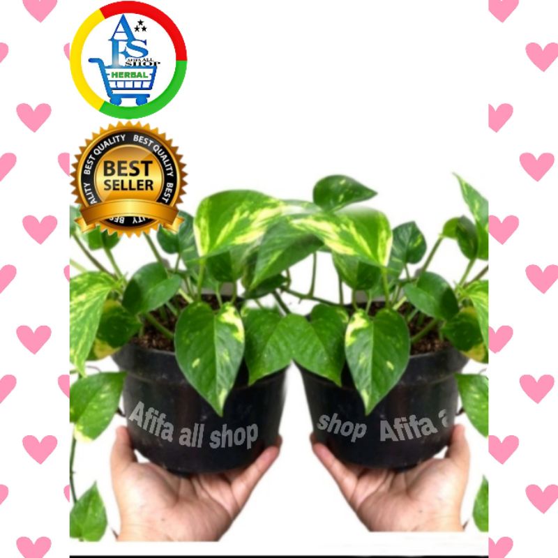 Sirih Hias gading belanda daun jumbo/VARIGATA/tanaman meja/gantung