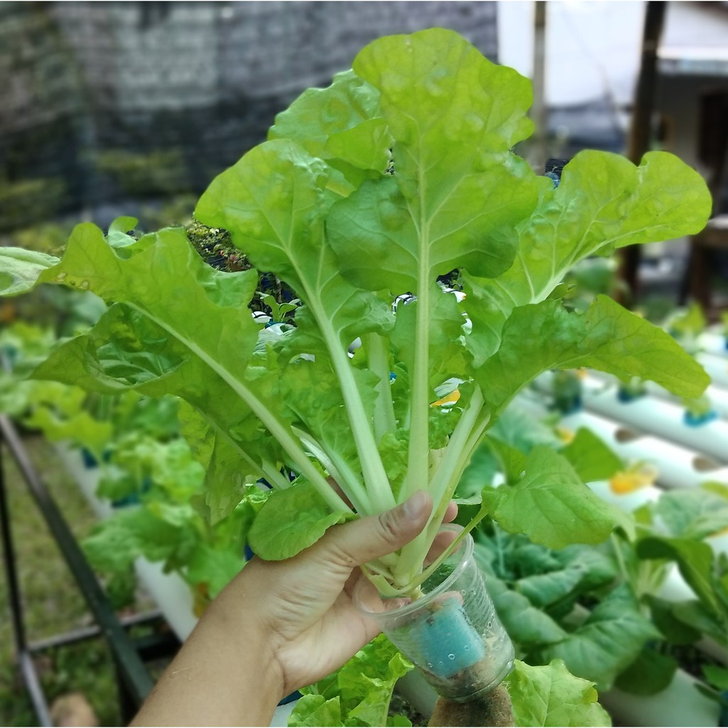 Benih Seribuan - 50 Bibit Sayuran Sawi Samhong King Unggul