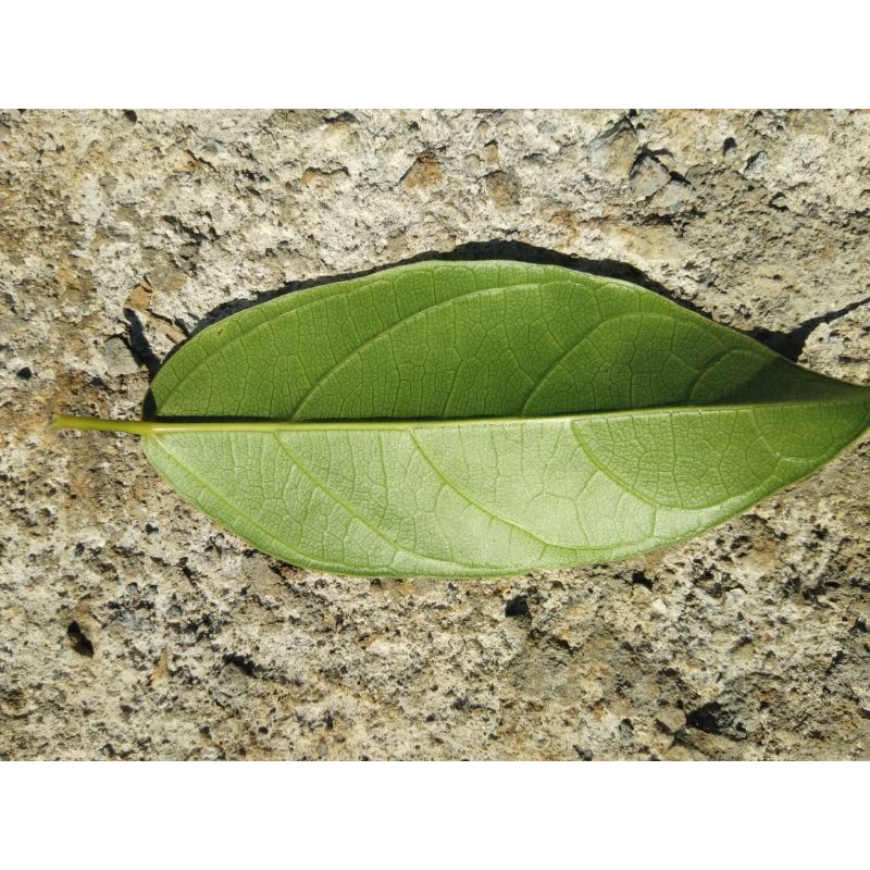 

Daun Cincau