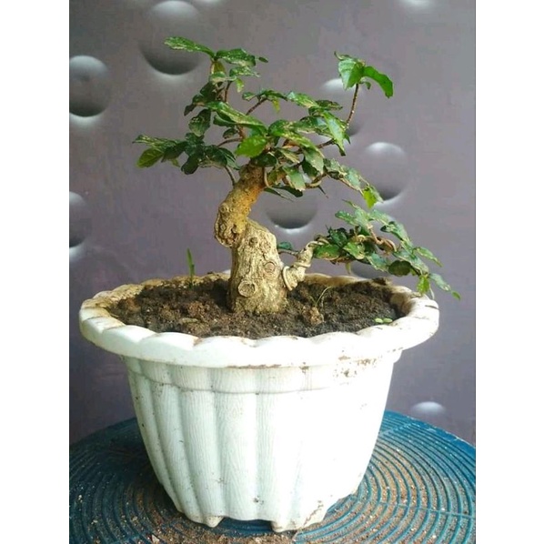 bonsai serut hidup subur 40k