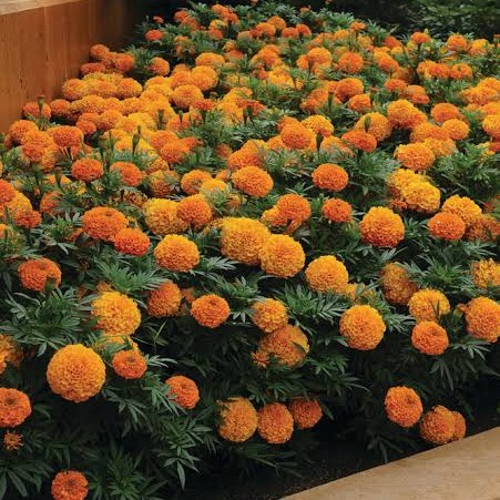 [Bibit] Benih / Bibit / Seed Bunga Marigold African Crackerjack Mudah Tumbuh
