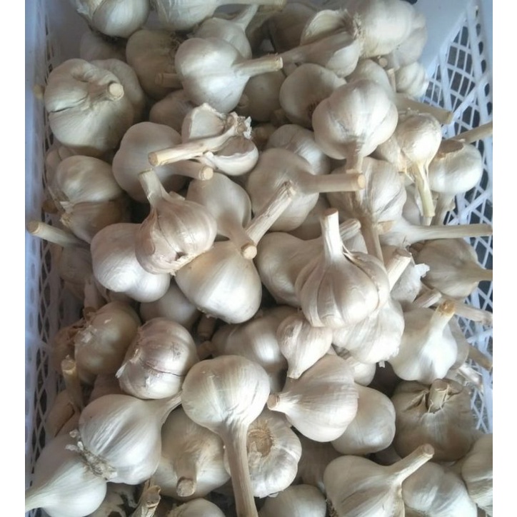 

Bawang Putih Kating Super Termurah