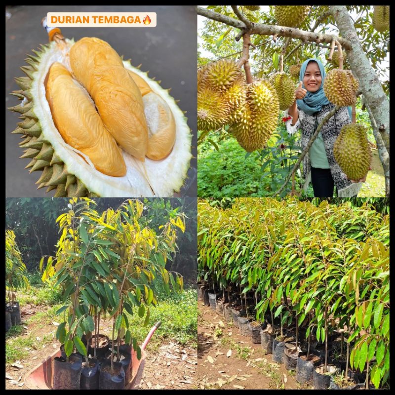 Bibit Durian Tembaga Tinggi 1 Meter Batang Besar Siap Berbuah