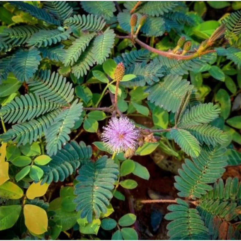 

Tanaman Herbal Putri Malu Akar Batang Daun 300 gram