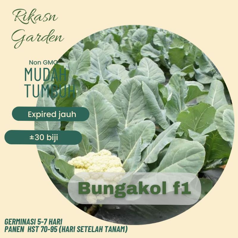 KHUSUS BATAM, BARELANG, BELAKANG PADANG✔ benih biji bibit bungakol