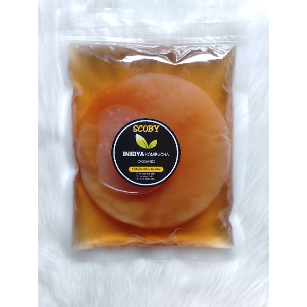 

JAMUR SCOBY KOMBUCHA 10 - 12cm GRATIS Cairan Biang Stater