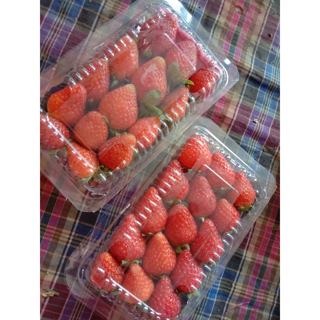 

Strawberry Asli Bandung