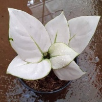 Promo  Tanaman hias aglonema super white -tanaman hias hidup - bunga hias hidup - bunga aglonema - a