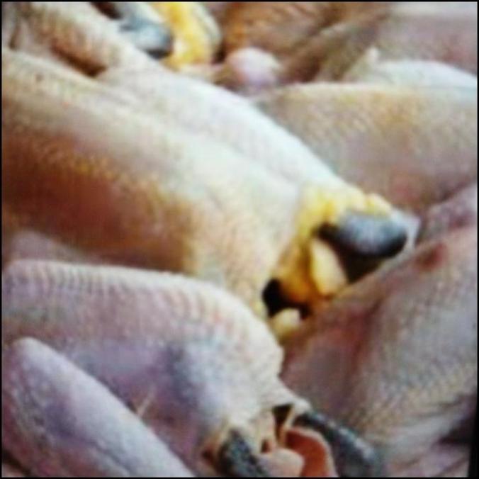 

PROMO AYAM KAMPUNG 1EKOR ORIGINAL F5464RY