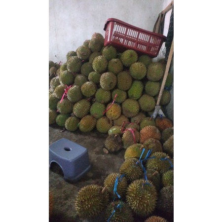 

Durian lokal bondowoso