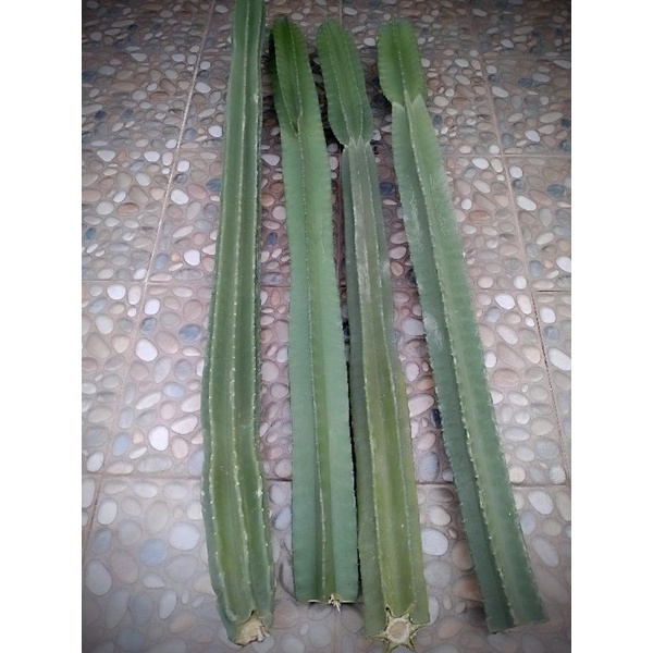 kaktus koboi besar (cereus peruvianus)kaktus koboi 140-150cm