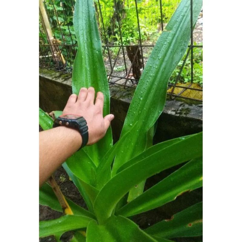 

DAUN BAKUNG SEGAR 500GRAM/DAUN BAKUNG SEGAR/500 gram