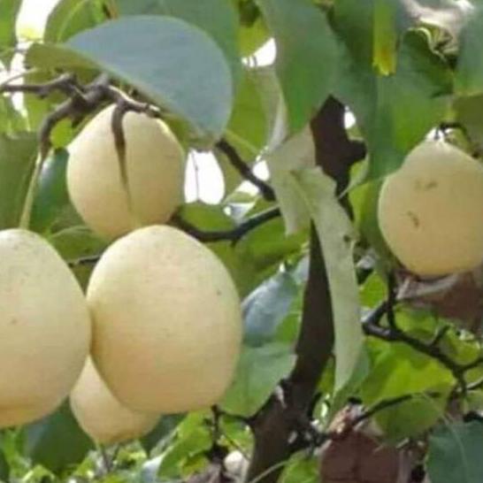 

Promo[KF7]-Bibit buah pir Hasil cangkok cepat berbuah
