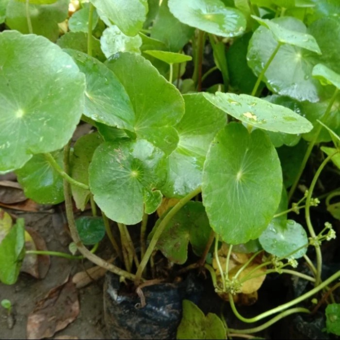 Bibit tanaman herbal daun pegagan