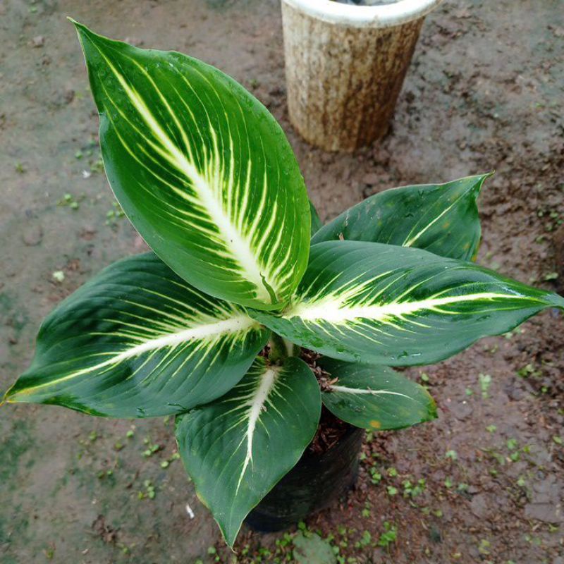 tanaman hias difen Gurita