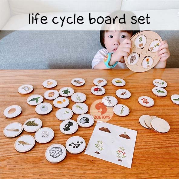 Zoetoys Life Circle Board | Wooden Montessori Life Cycle Tray Game | Papan Siklus Hidup Hewan Tumbuhan pengenalan lingkaran kehidupan | Mainan Edukasi Anak