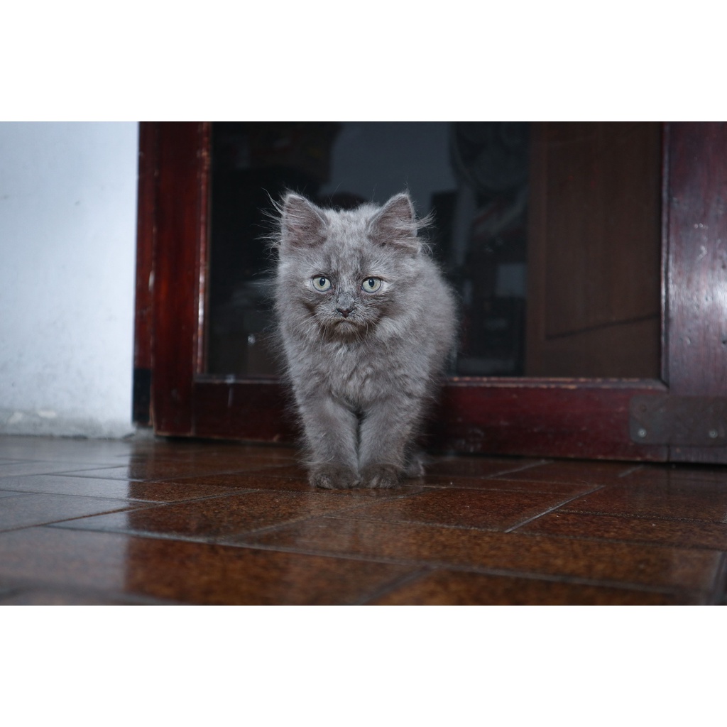 Open Adopt Kucing Persia Himalaya Betina Warna Abu-abu